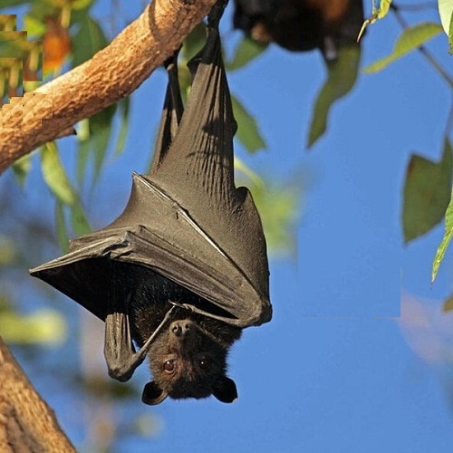 Cách chống dơi vào nhà yến và loài dơi ăn thịt yến