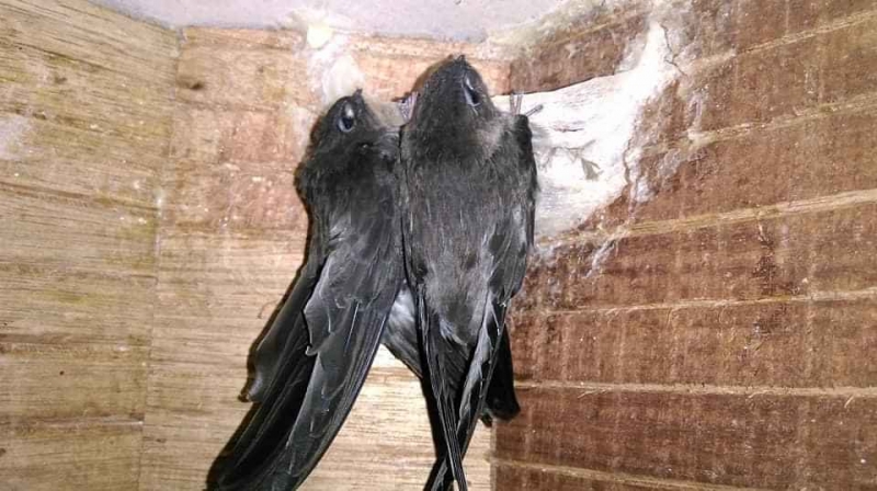 Chu kỳ làm tổ của chim Yến 