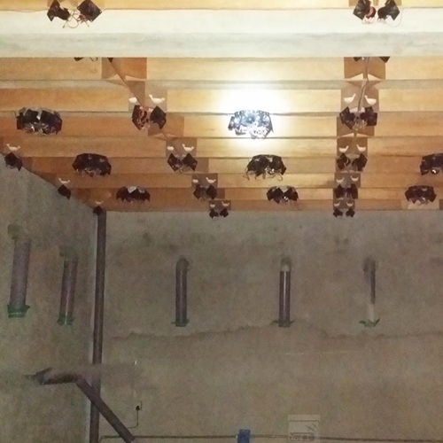 Làm thế nào để chống nấm mốc cho nhà yến trong mùa mưa?