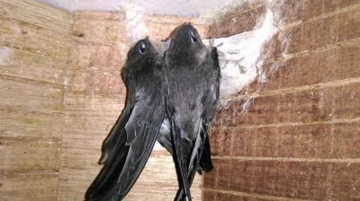 Chu kỳ làm tổ của chim Yến 