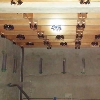 Làm thế nào để chống nấm mốc cho nhà yến trong mùa mưa?