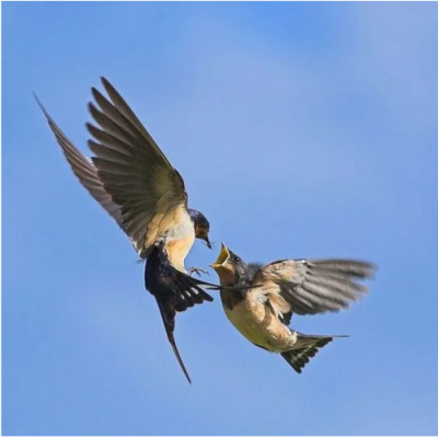 Nuôi chim yến 2023: Âm thanh chim yến