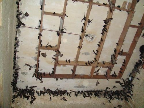 Xây nhà nuôi yến có cần theo phong thủy?