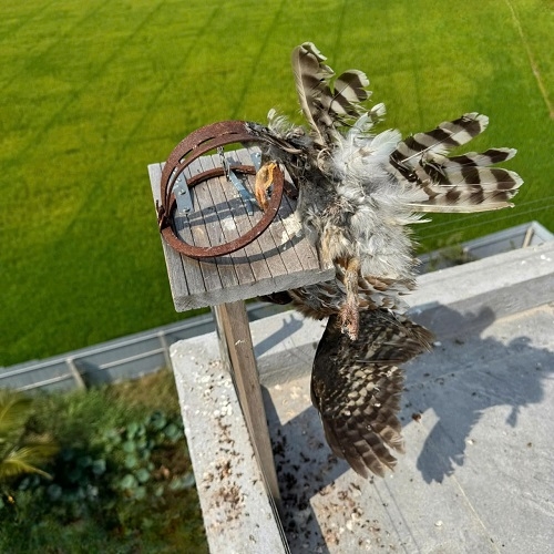 BẪY CÚ MÈO CHỐNG THIÊN ĐỊCH BẢO VỆ HIỆU QUẢ CHO NHÀ YẾN