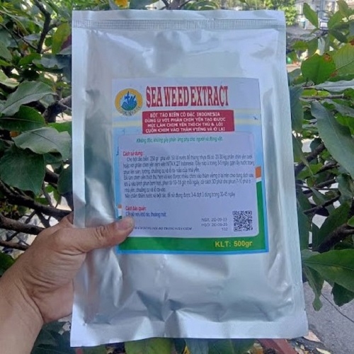 BỘT TẢO BIỂN 500GR TẠO MÙI SINH CẢNH HIỆU QUẢ CHO NHÀ YẾN